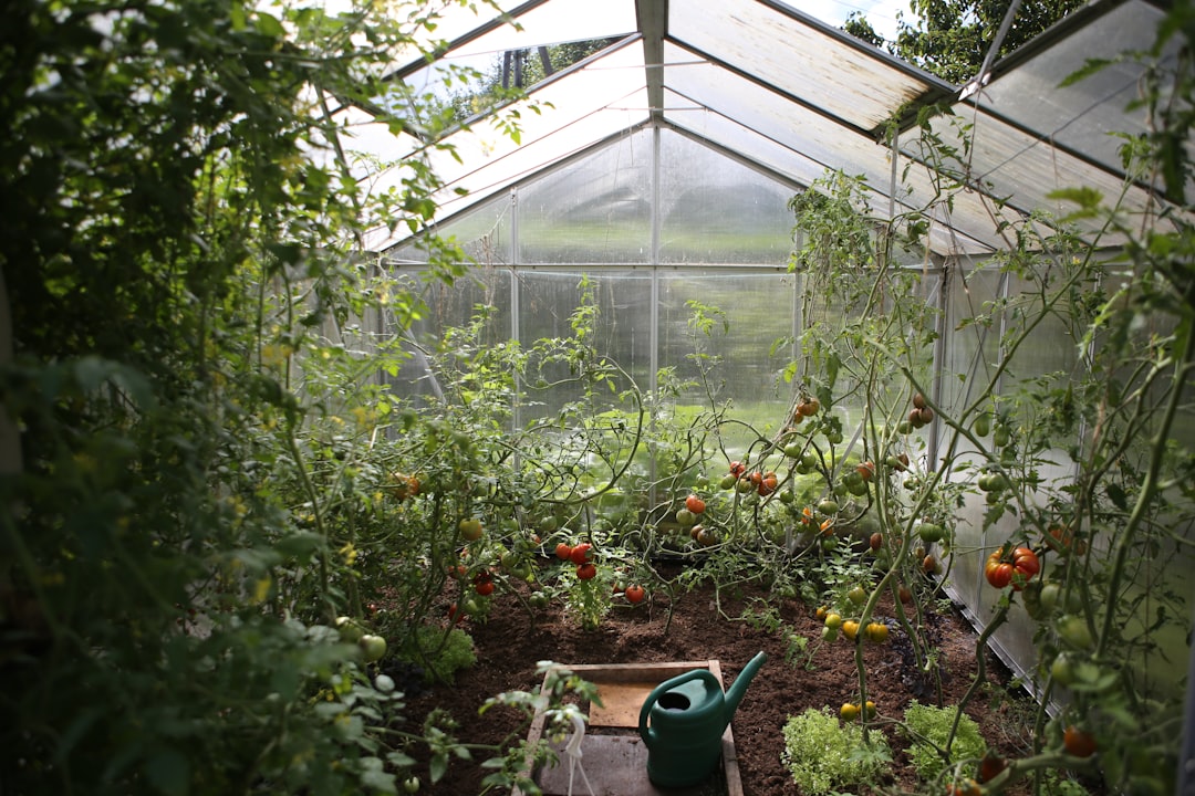 My mum’s tomatoes